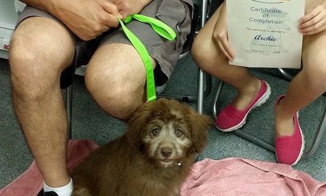 Puppy Preschool